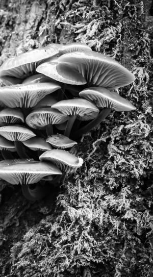 mushroom on tree thumbnail