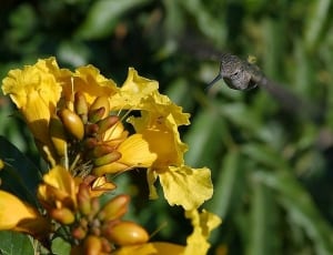 gray feathered bird on yellow flowers thumbnail