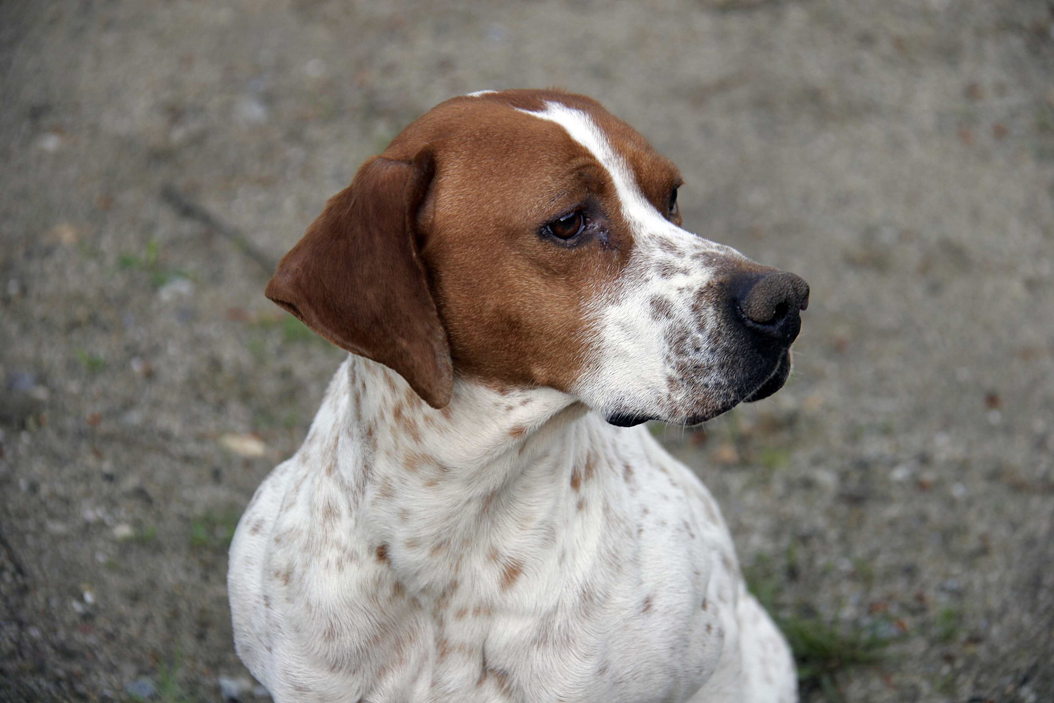 Tan sales pointer dog