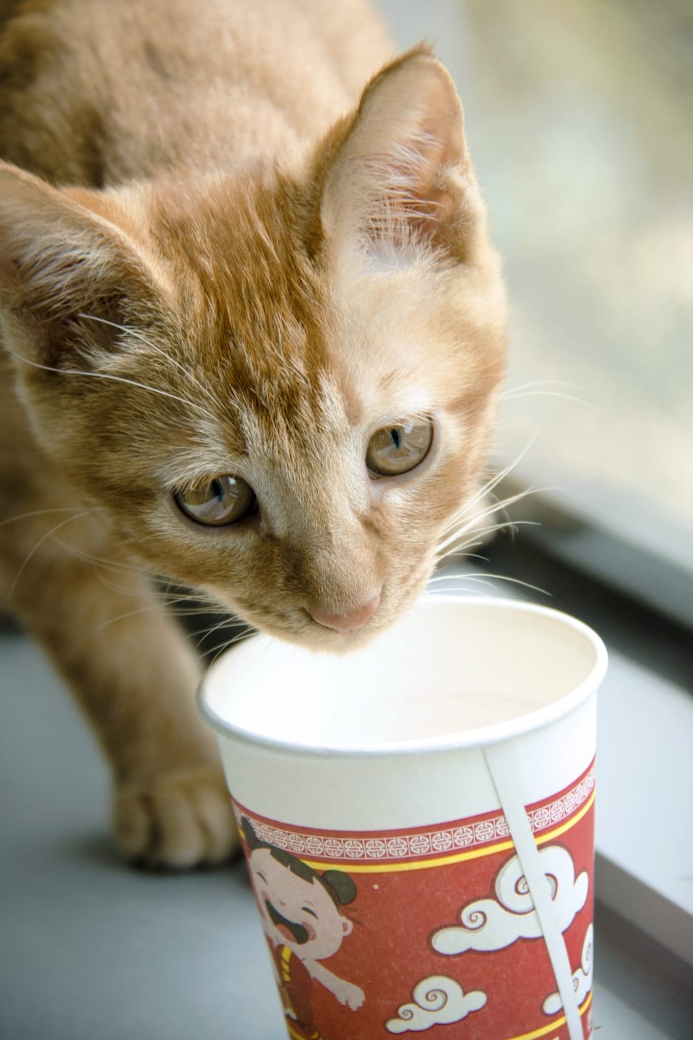 orange tabby kitten and white disposable cup preview