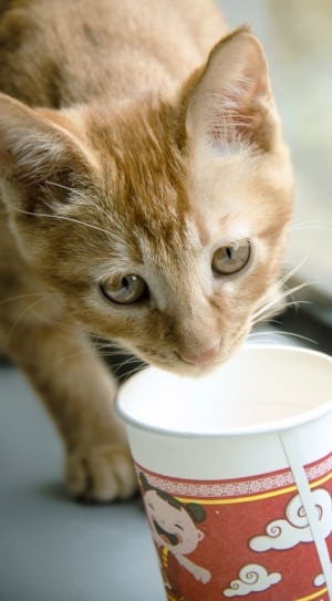 orange tabby kitten and white disposable cup thumbnail