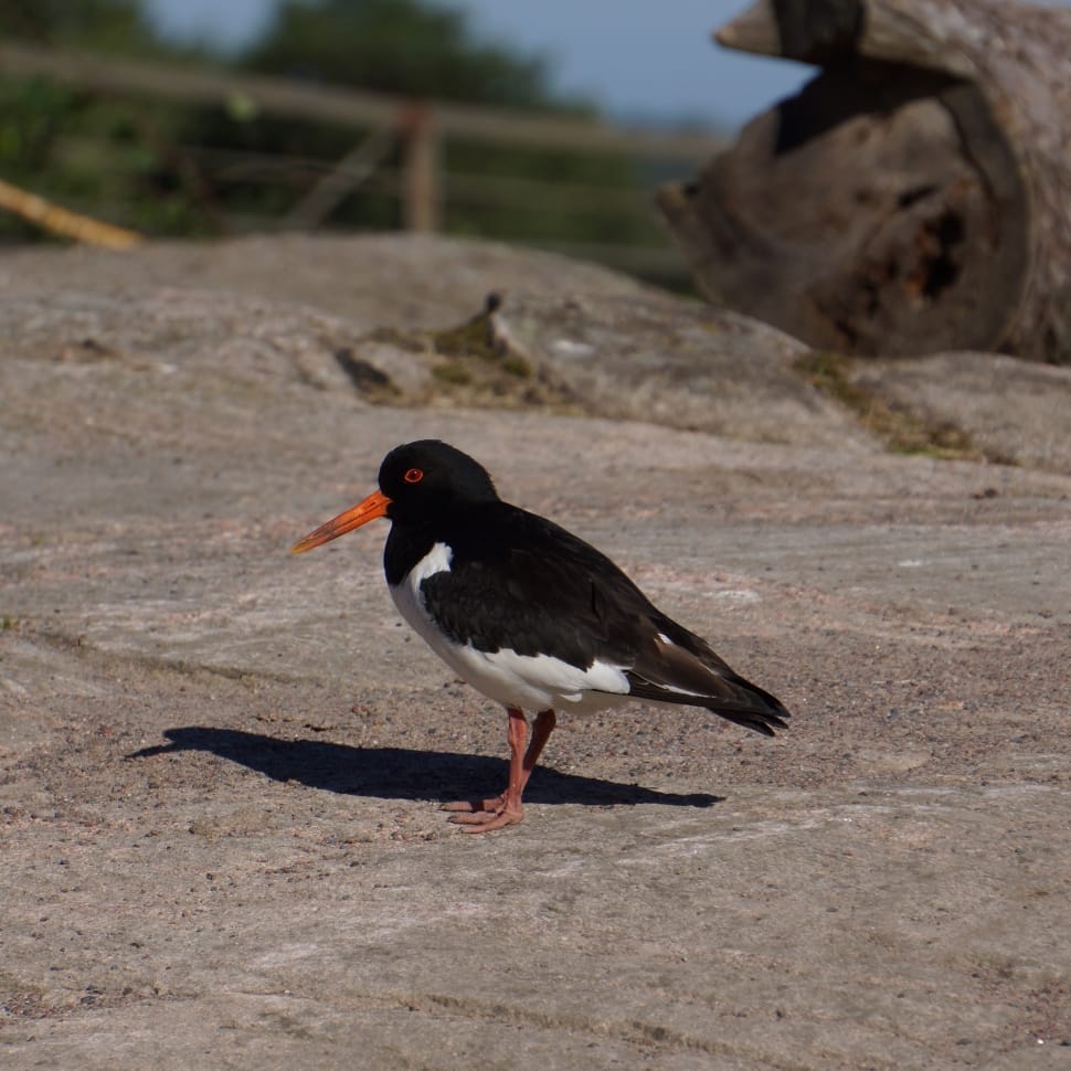 oyster catcher preview