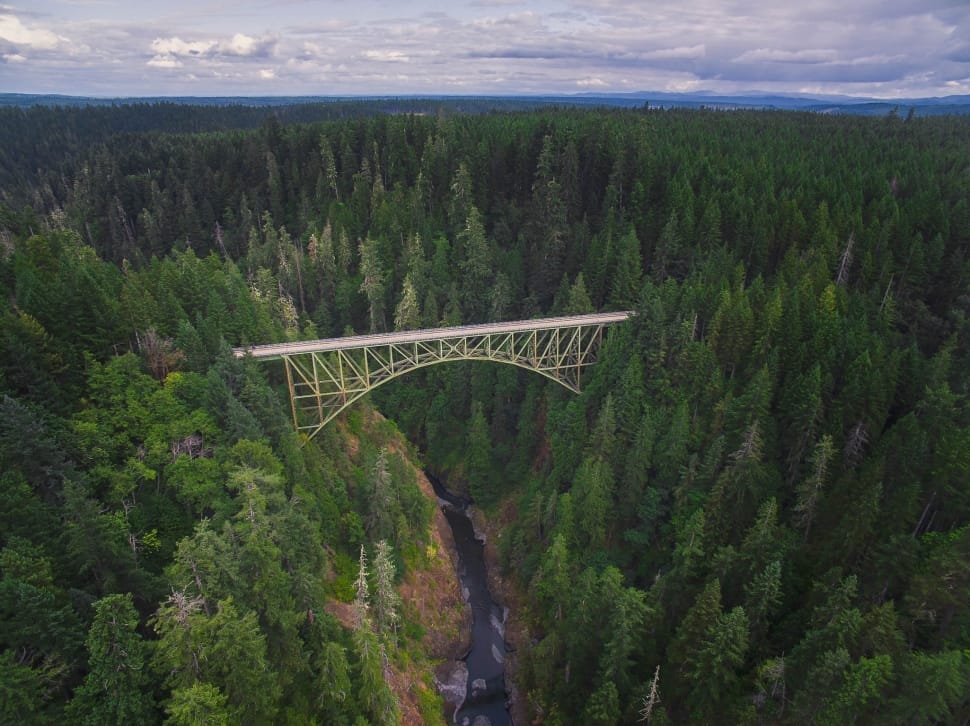 white bridge between green trees preview
