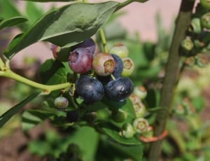 cluster blueberry thumbnail
