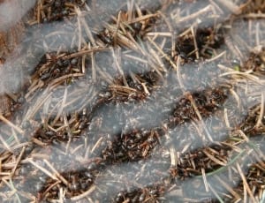 black ants thumbnail