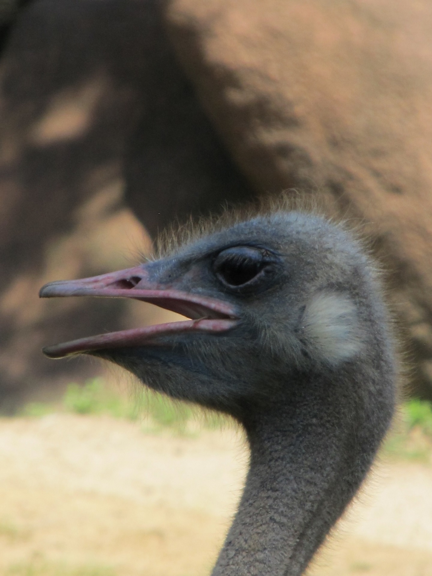 grey ostrich
