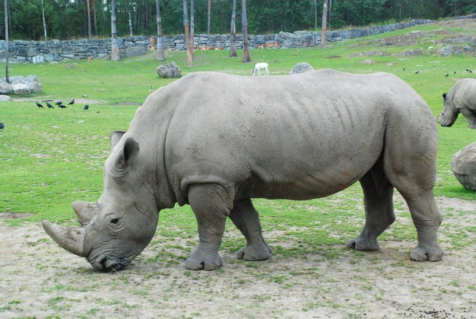 gray rhino preview