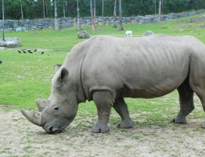 gray rhino thumbnail