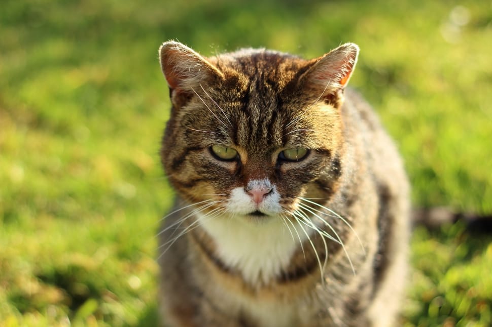 Cat, Domestic Cat, View, Face, Sun, one animal, domestic cat preview