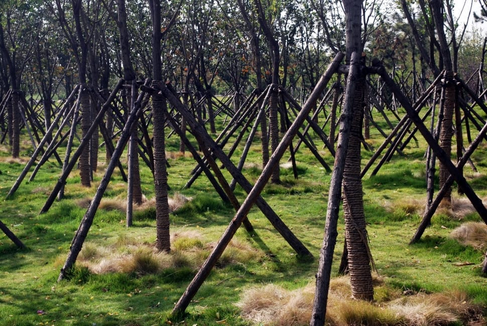 gray trees preview
