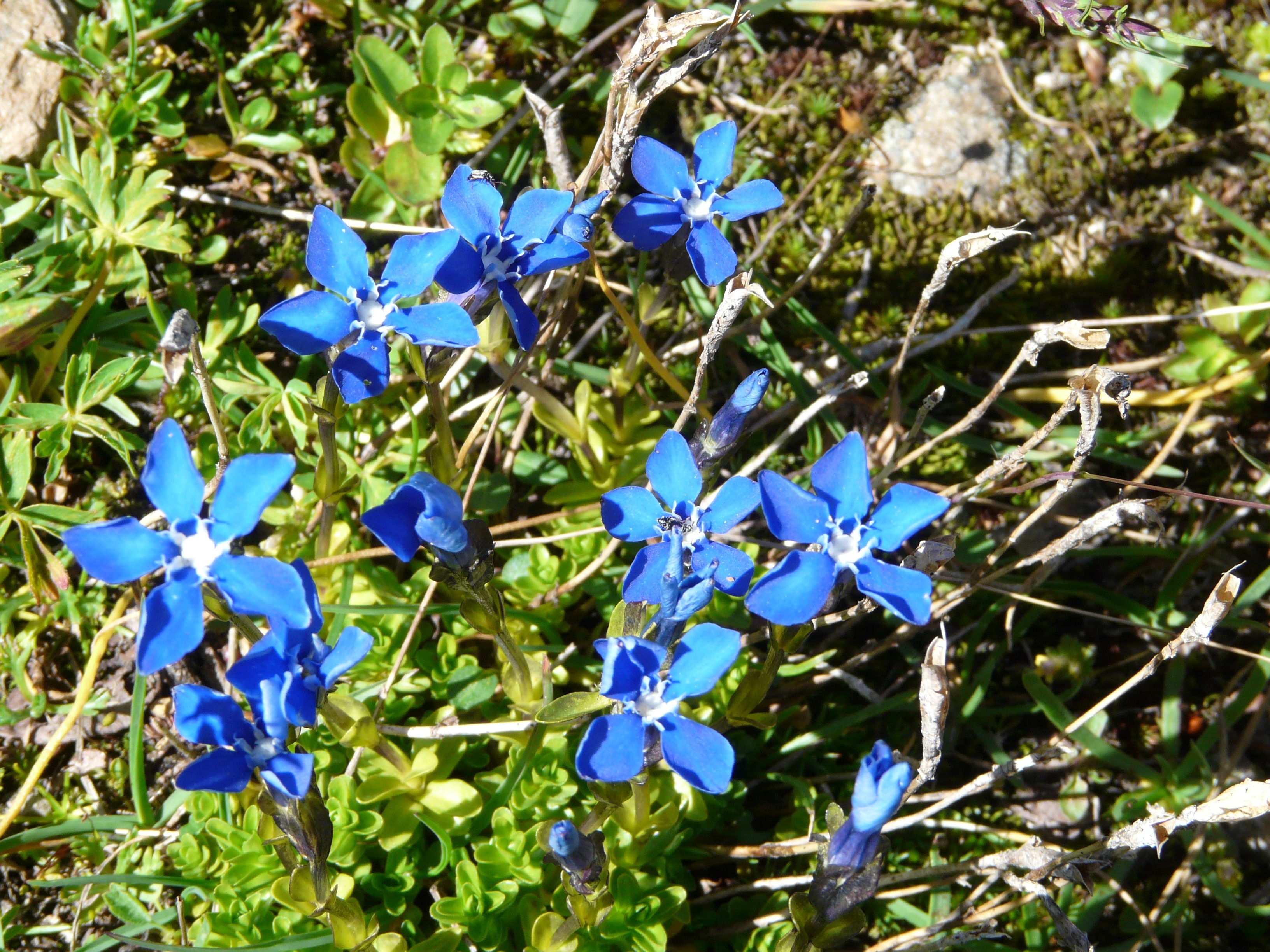 Трава с голубыми цветами 6. Синие лекарственные цветы. Трава с синими цветочками. Мелкие синие цветочки. Стелющееся растение с голубыми цветками.