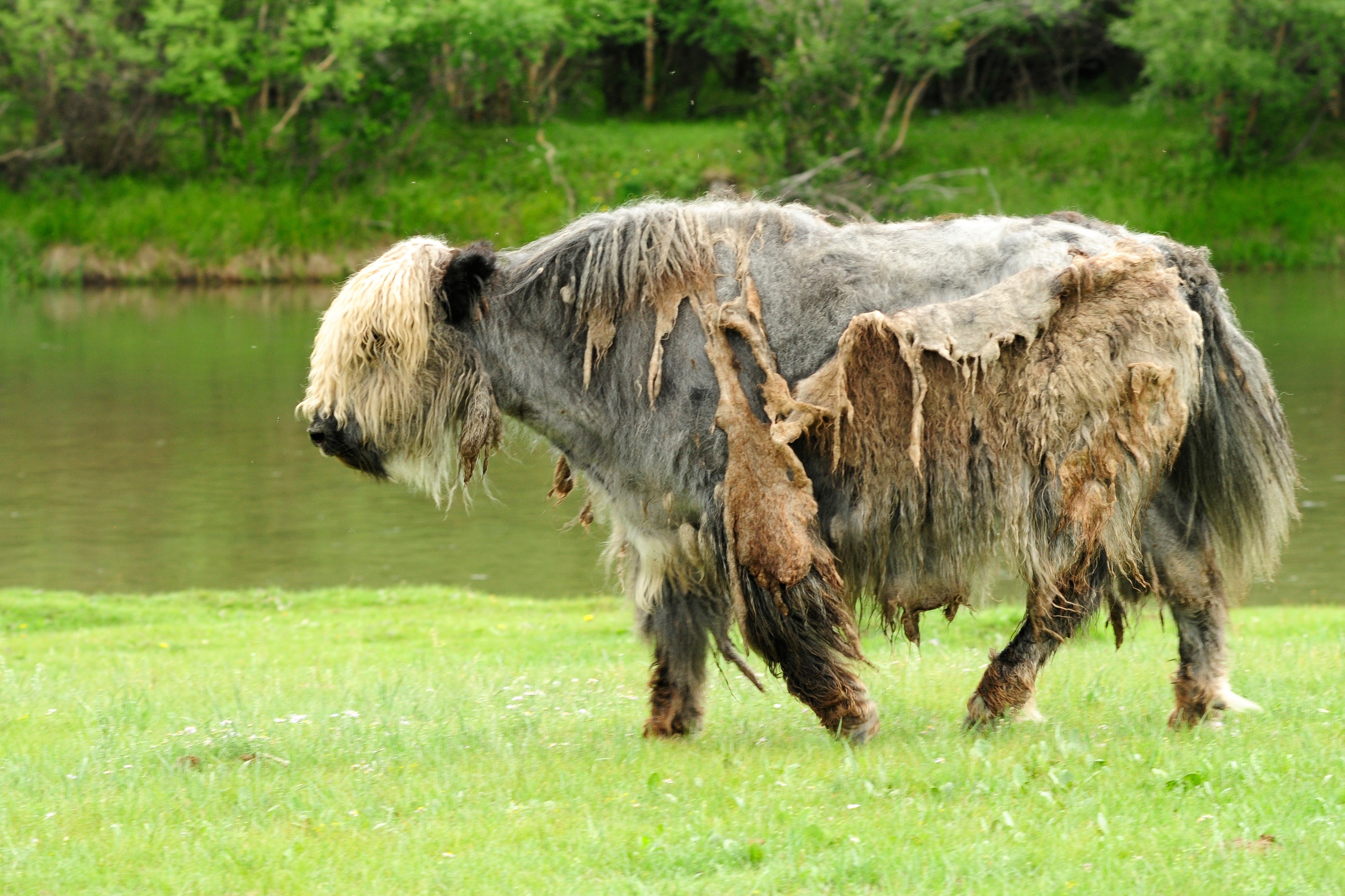 gray and beige bison