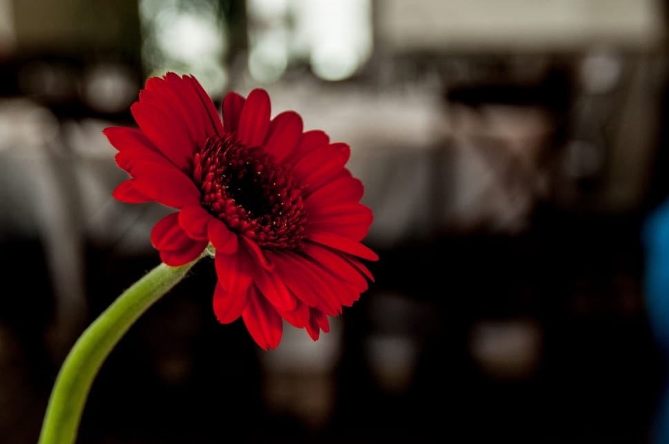 red gerbera daisy preview