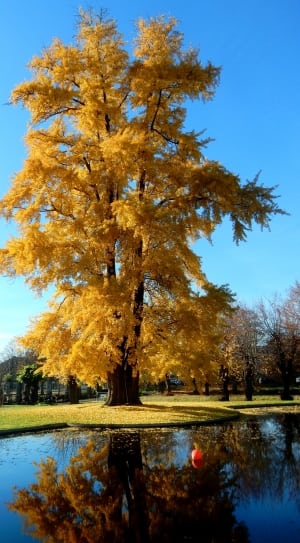 yellow leaves tree thumbnail