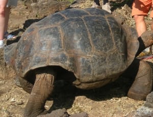 black and brown tortoise thumbnail