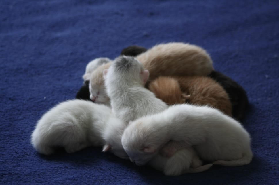 white, brown and black short coated puppy litter preview