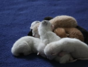 white, brown and black short coated puppy litter thumbnail