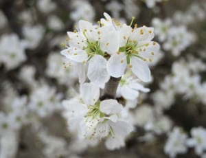 white green cherry blossoms thumbnail