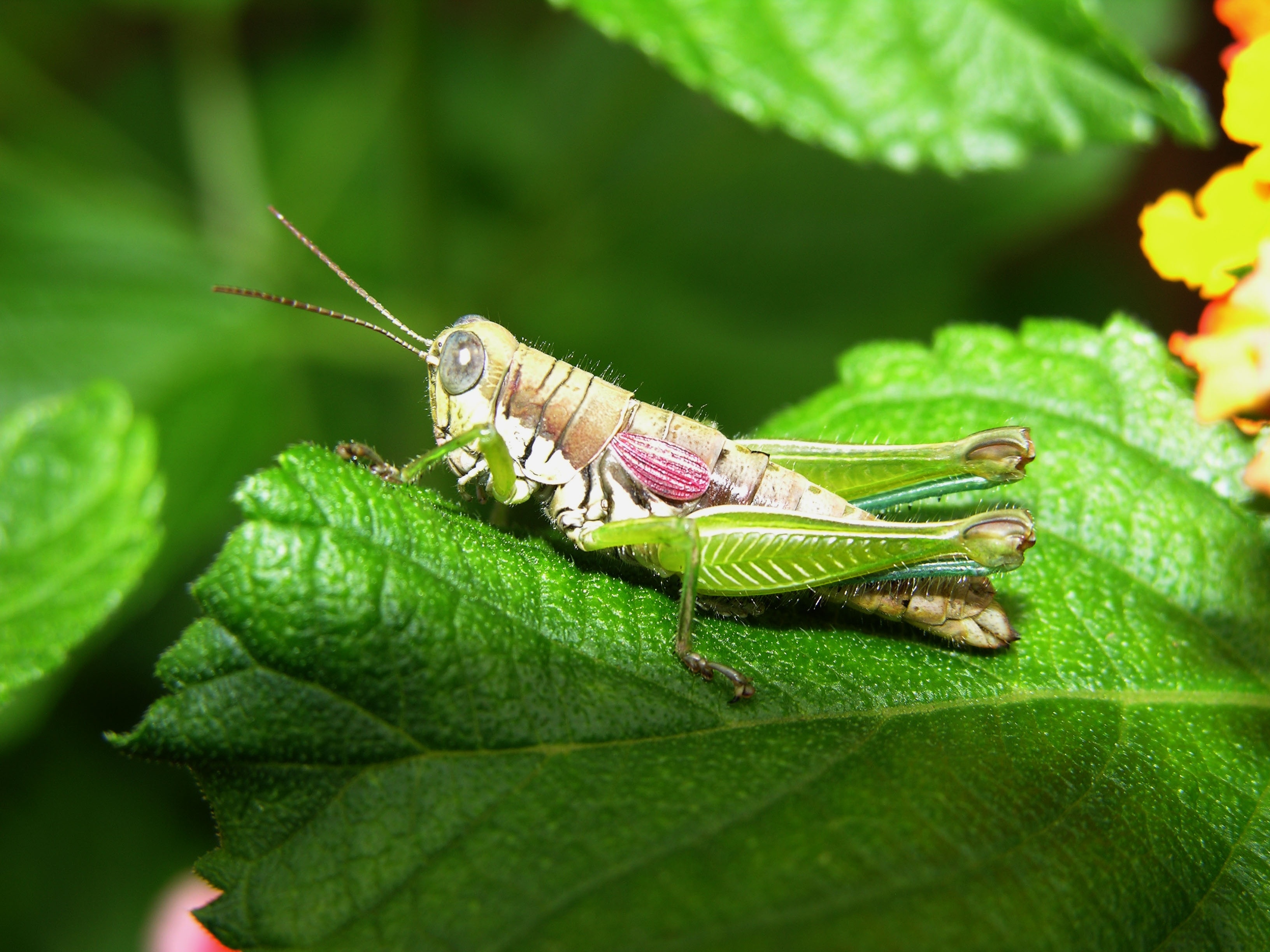 green and brown grasshopper