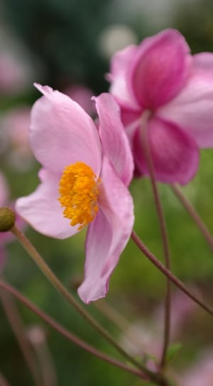 pink 4 petaled flower thumbnail