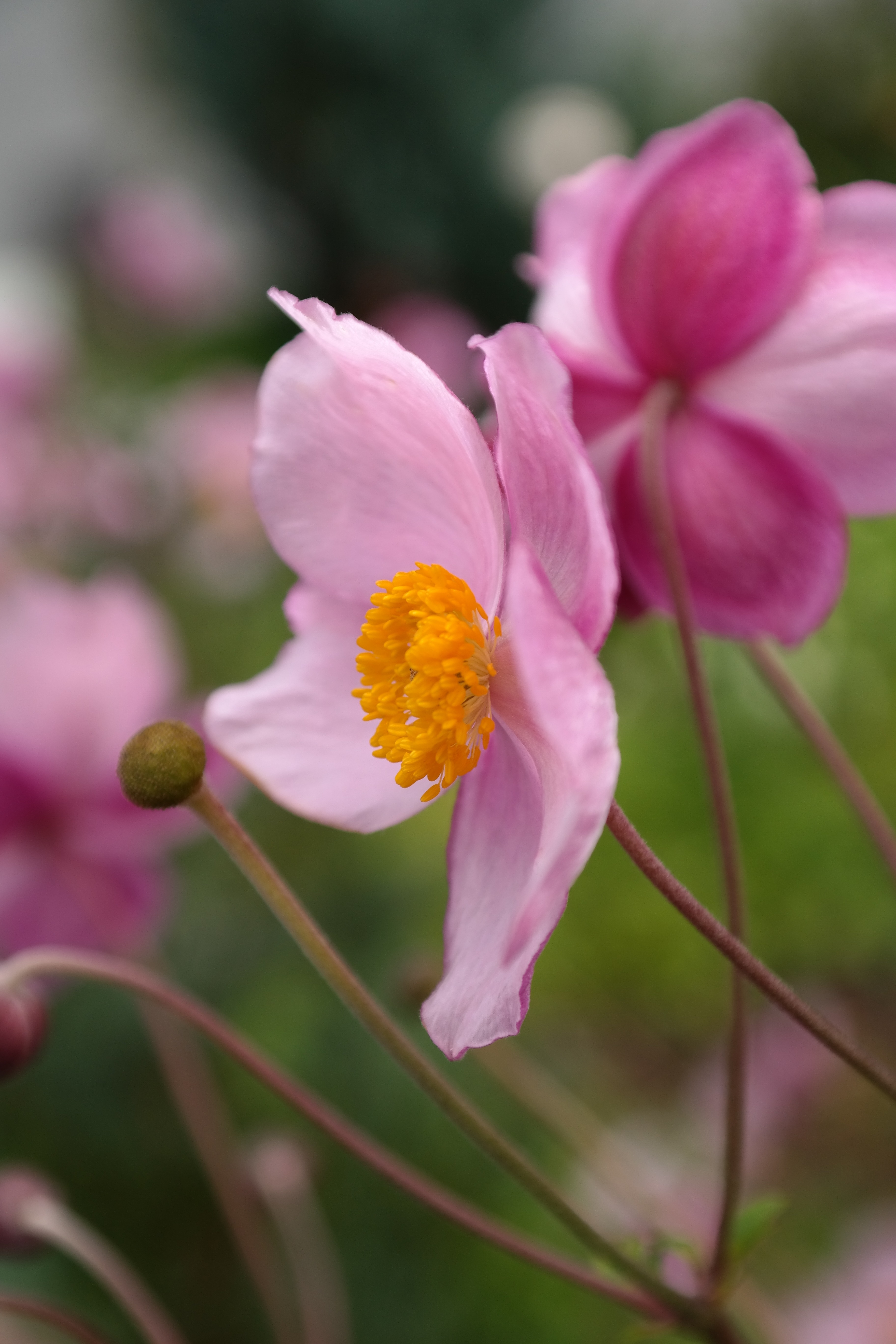 pink 4 petaled flower