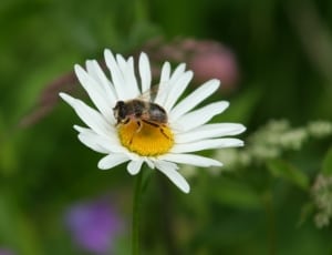 white daisy and yellow and black bee thumbnail