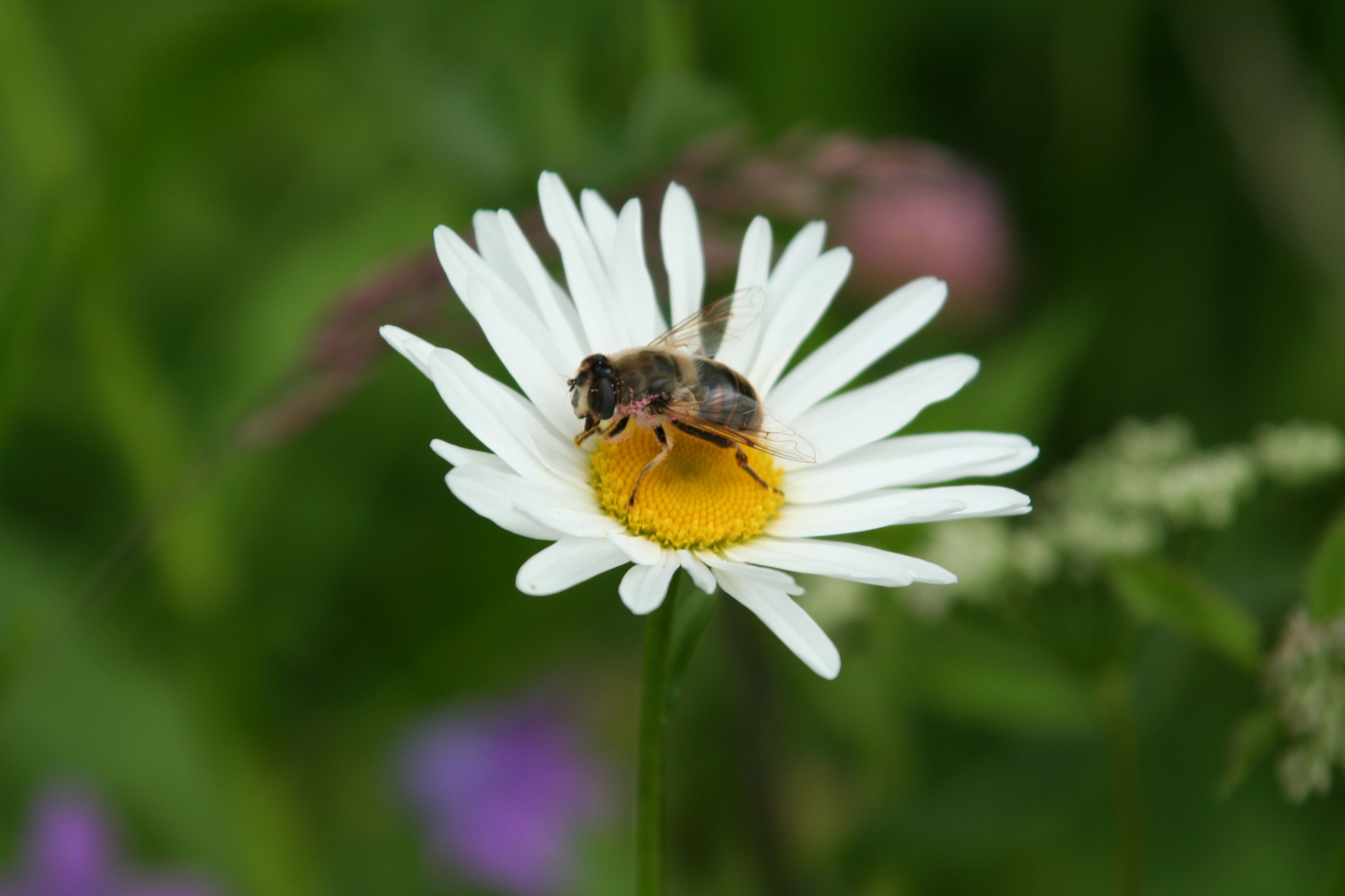 white daisy and yellow and black bee