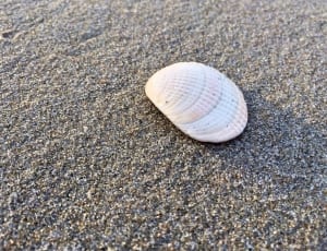 white and beige sea shell thumbnail