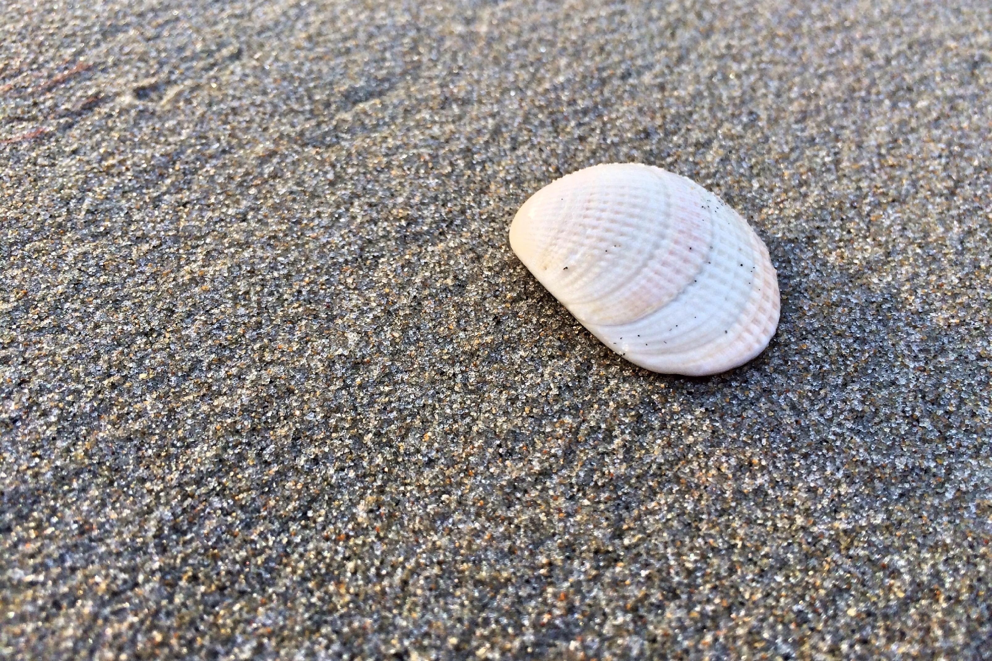white and beige sea shell