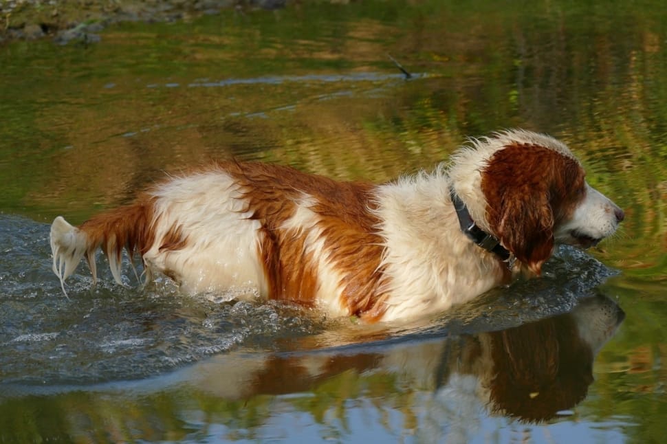 welsh springer spaniel preview