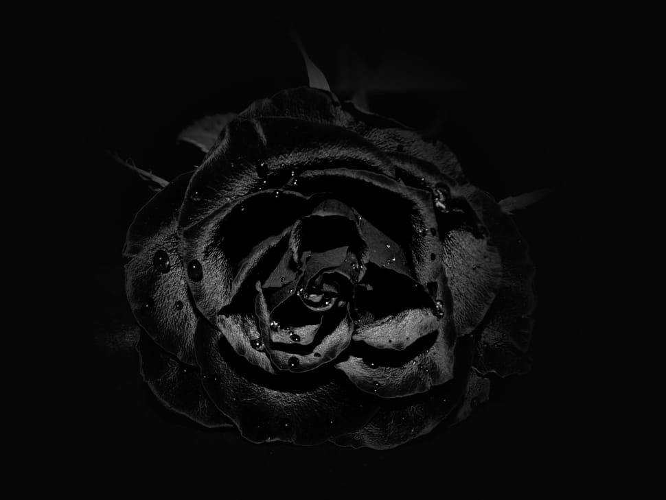 black decorative rose preview
