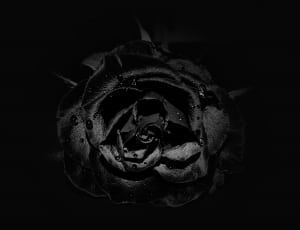 black decorative rose thumbnail