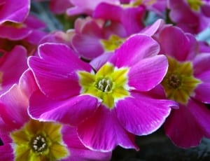 pink and yellow flowers thumbnail
