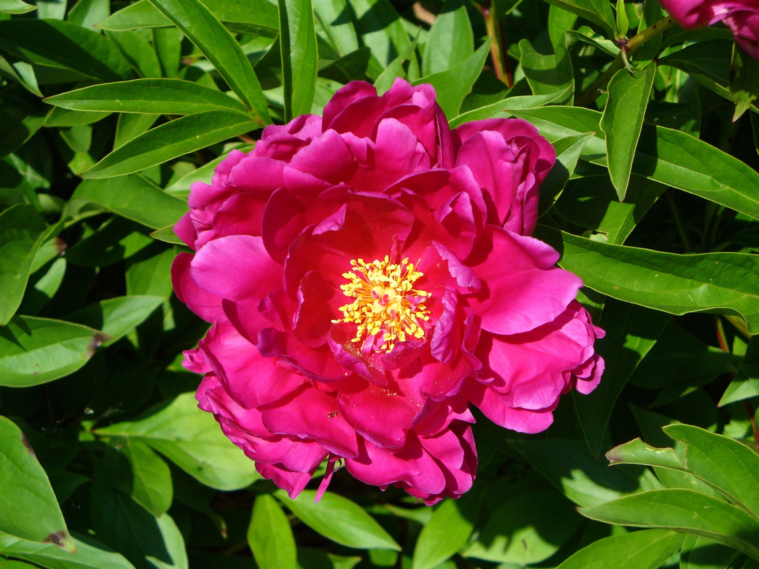 pink petal flower
