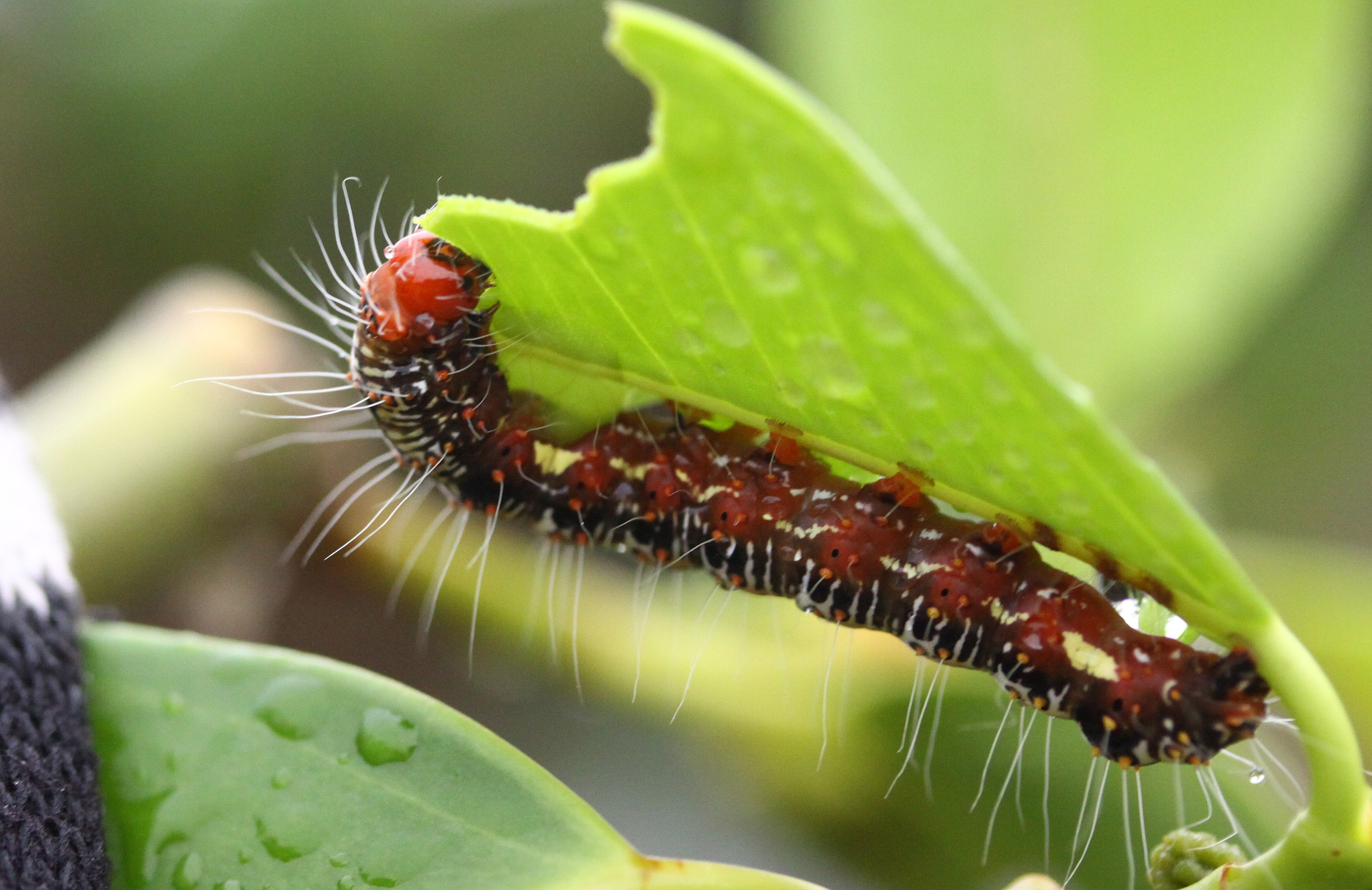 brown and black caterpillar