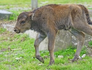 brown and grey cattle calf thumbnail