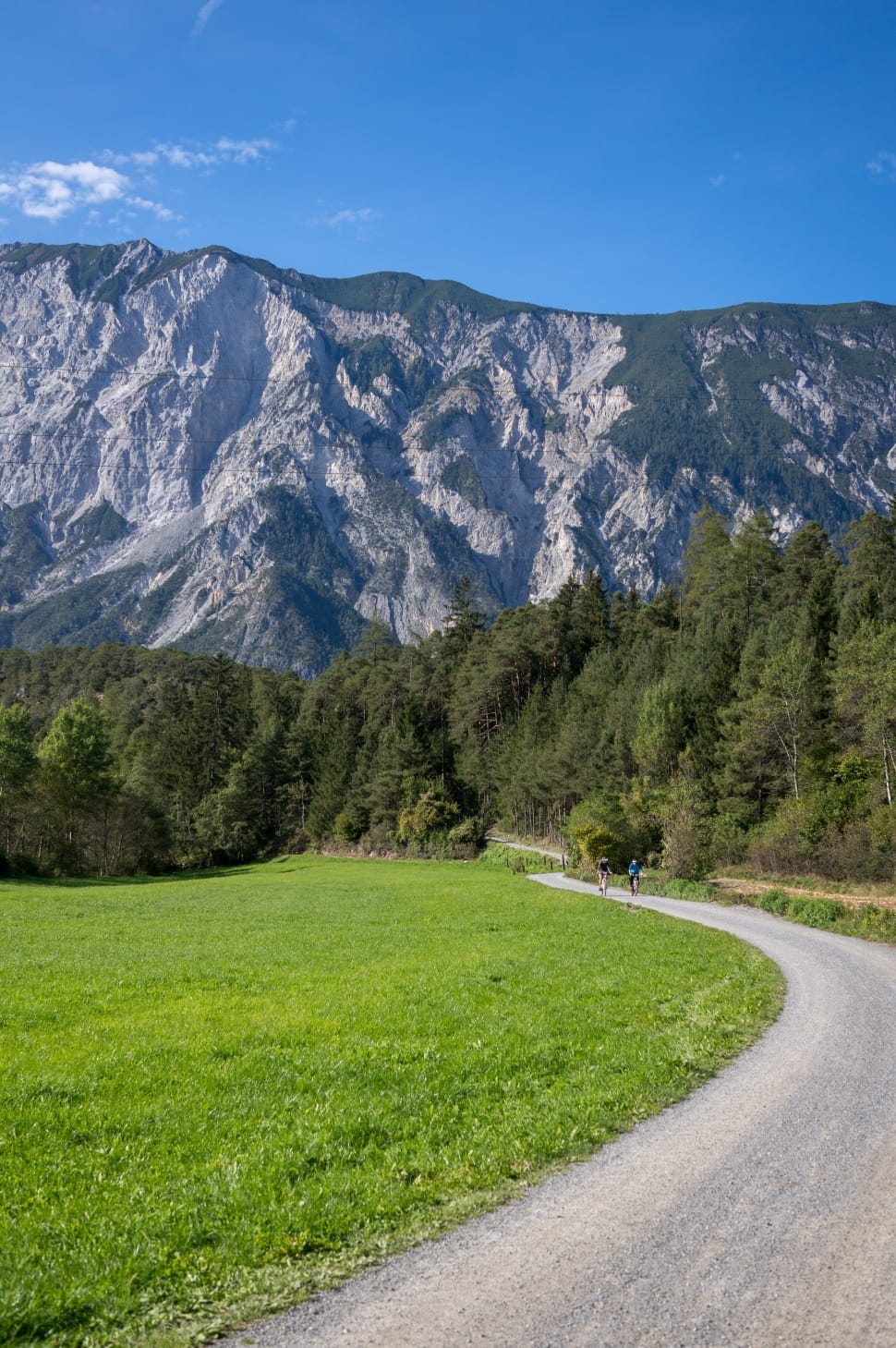green pine trees and green grass preview