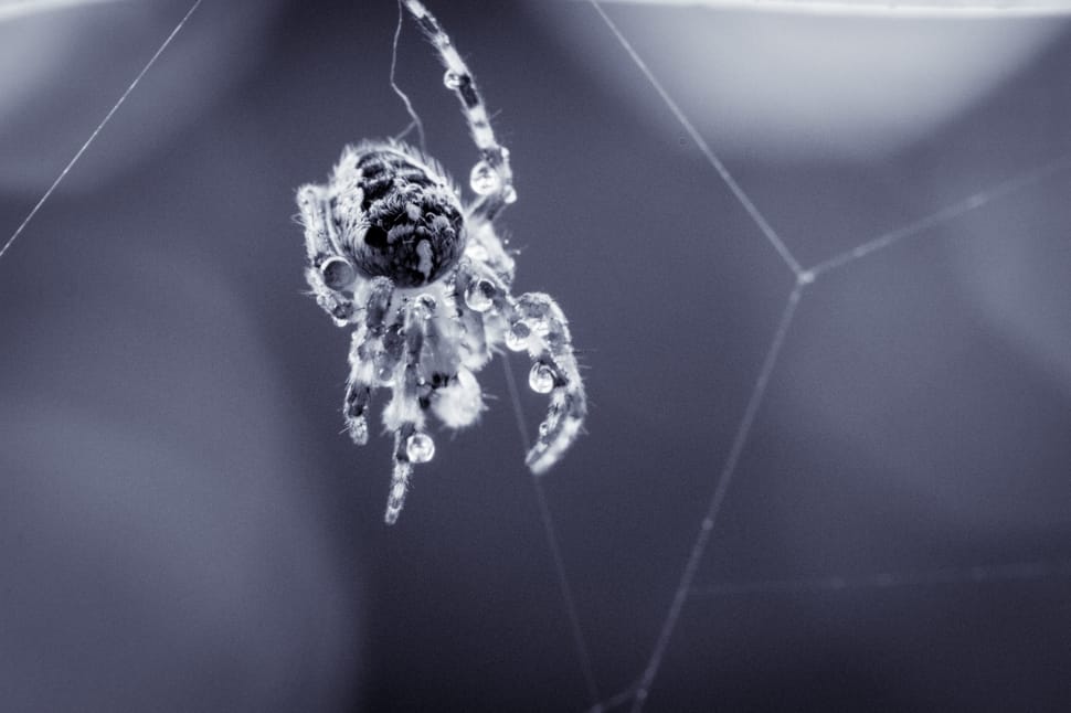 grayscale photo of barn spider on web preview