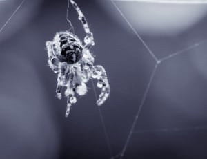 grayscale photo of barn spider on web thumbnail