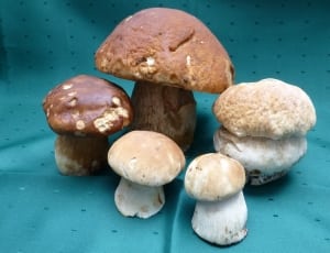 five mushroom ceramic figurine collection thumbnail