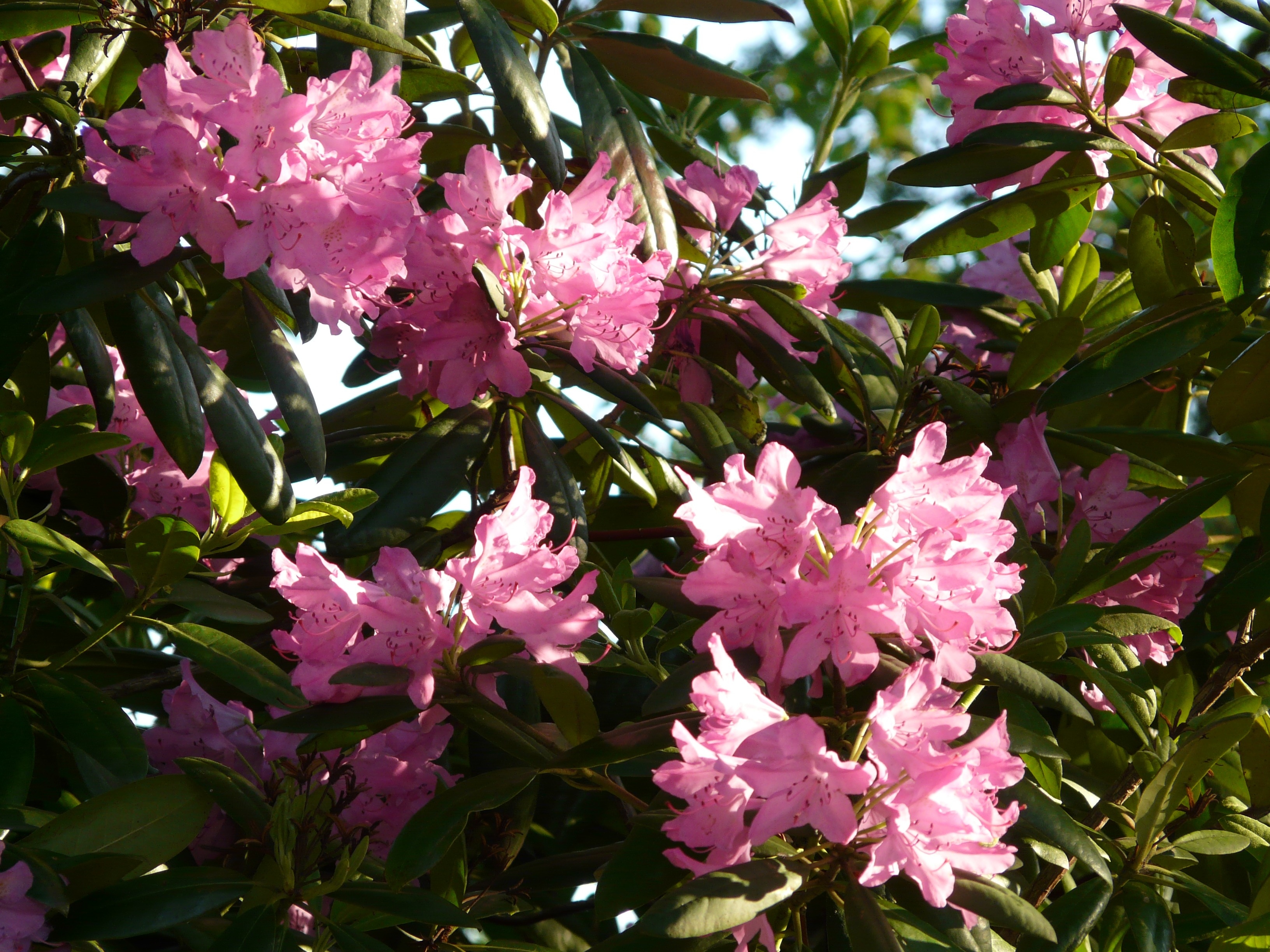 pink flowers and leaves
