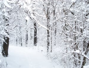 trees covered with snow thumbnail