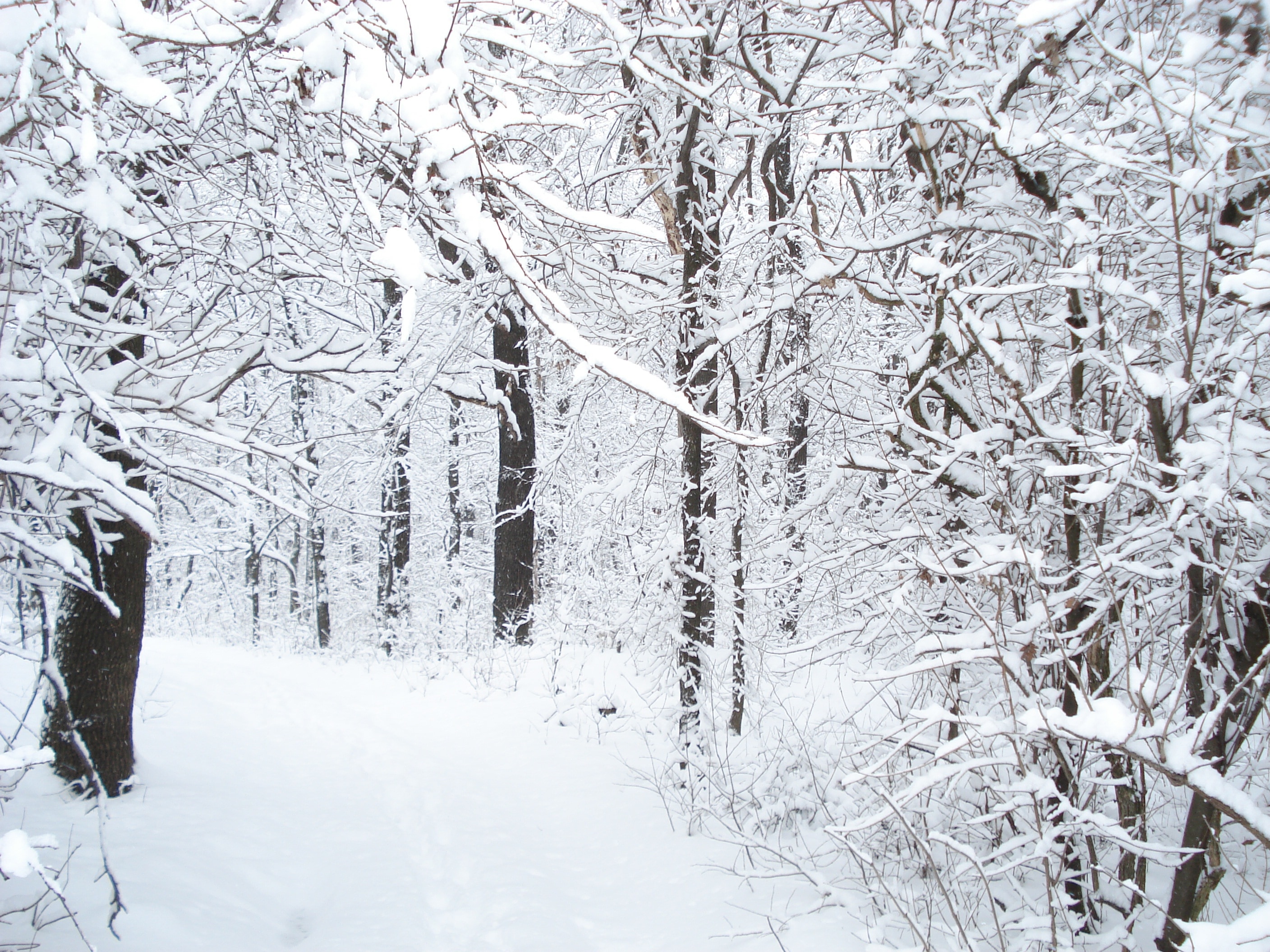 trees covered with snow