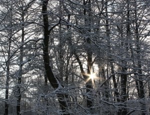 black trees with snow photograph thumbnail