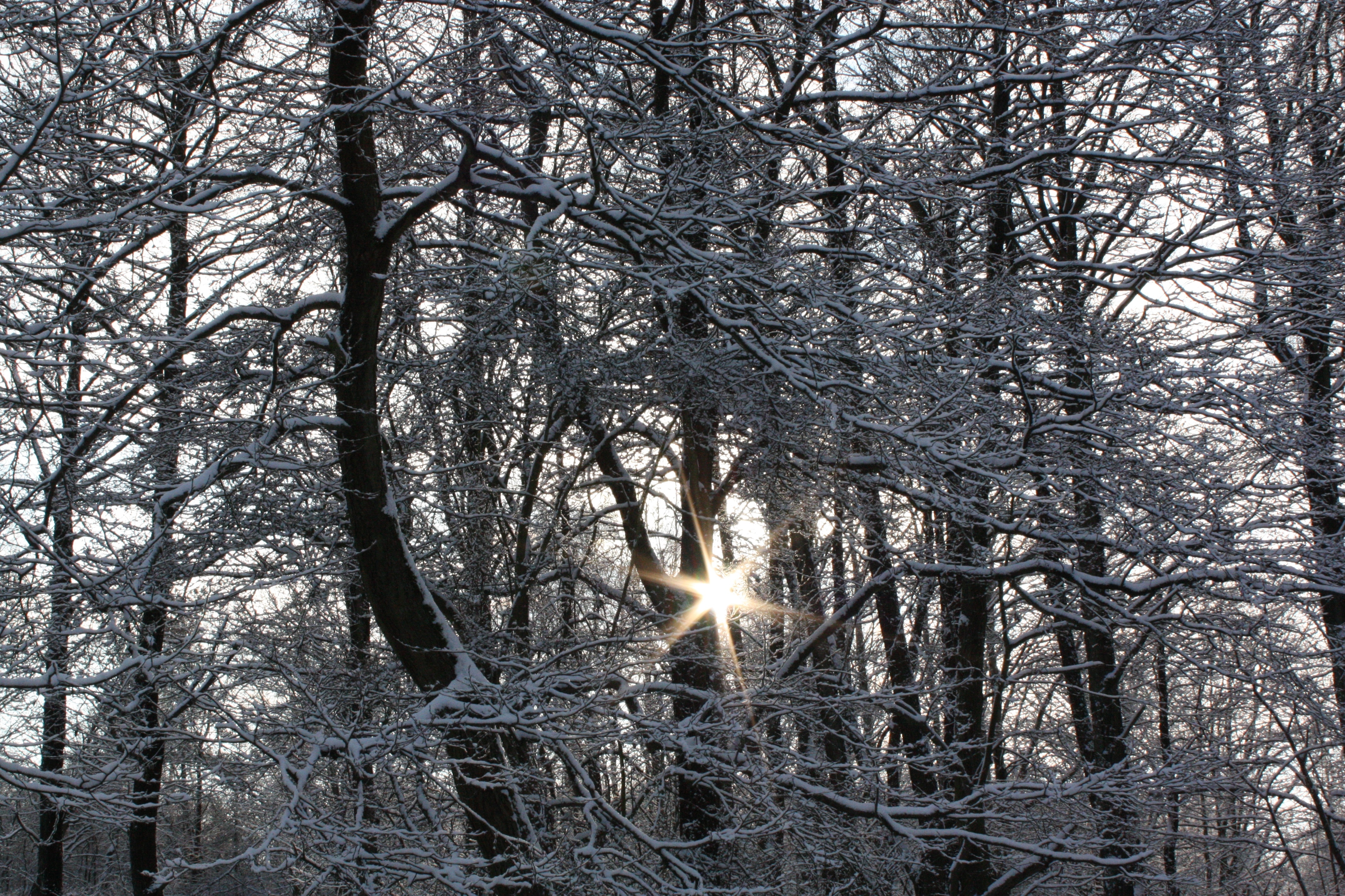 black trees with snow photograph