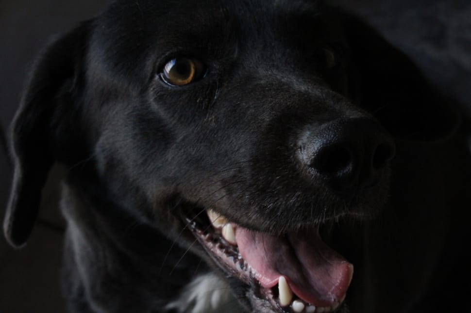 close-up photography of black labrador retriever's face preview