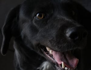 close-up photography of black labrador retriever's face thumbnail
