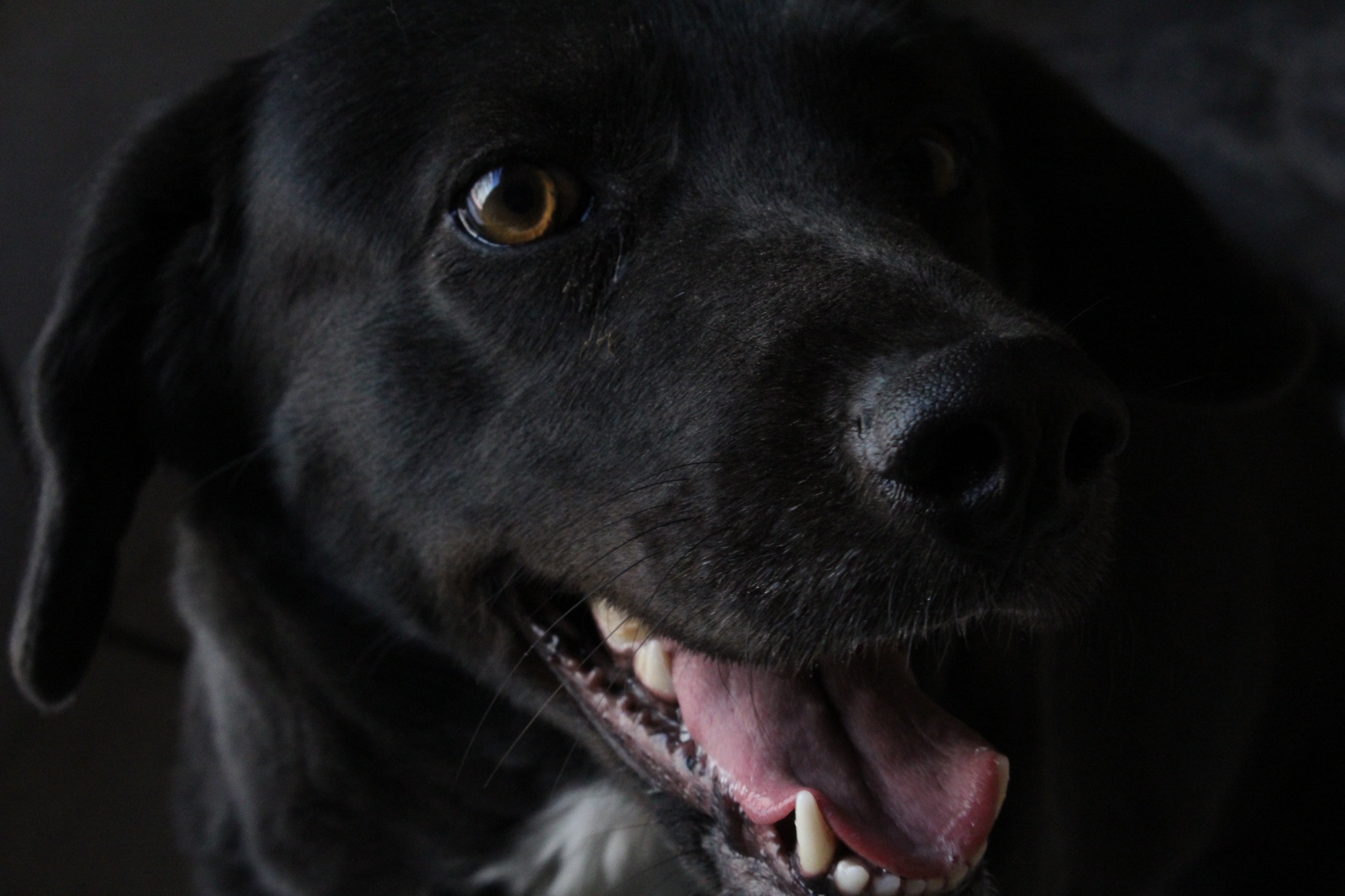 close-up photography of black labrador retriever's face