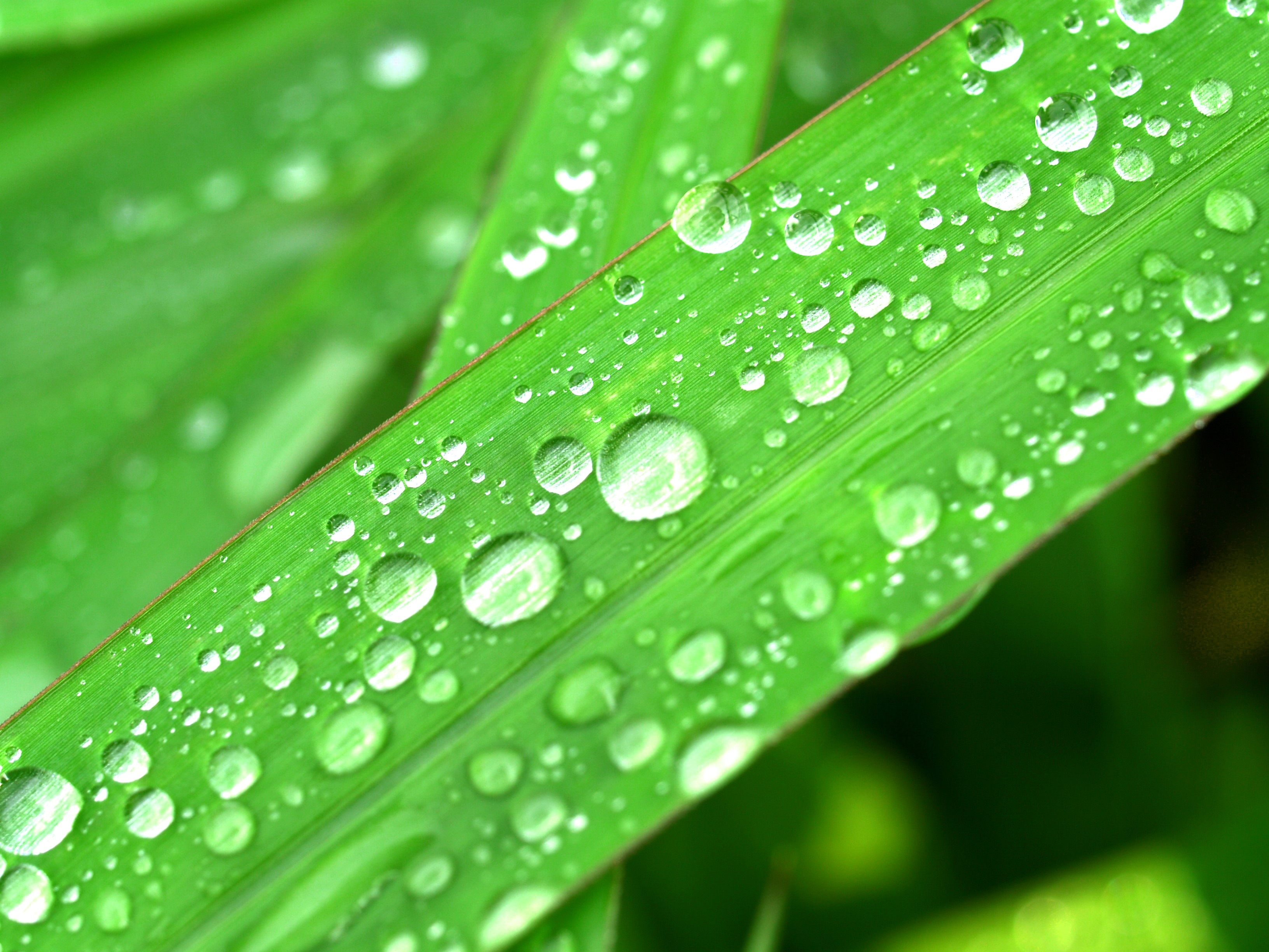 green leaf plant