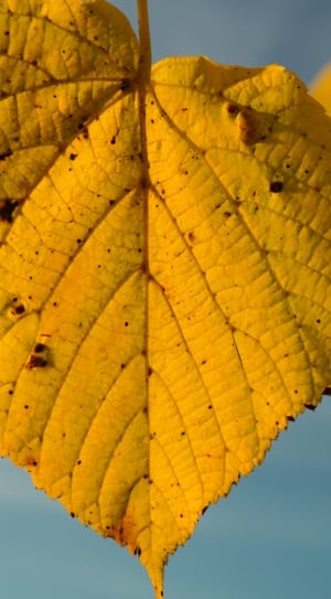 yellow leaf plant thumbnail